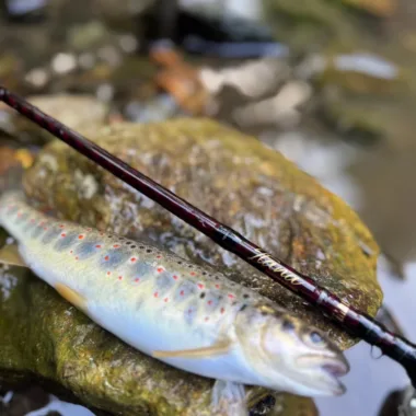 Ribolov pastrmke – kompletan vodič za varalice, štapove i mašinice